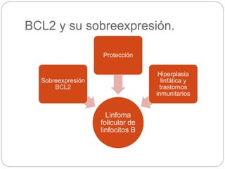 BCL2 y su sobreexpresión.
Linfoma
folicular de
linfocitos B
Sobreexpresión
BCL2
Protección
Hiperplasia
linfática y
trastornos
inmunitarios
 