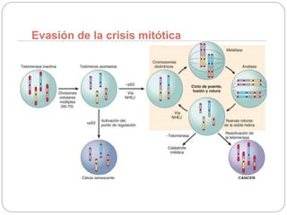 Evasión de la crisis mitótica
 