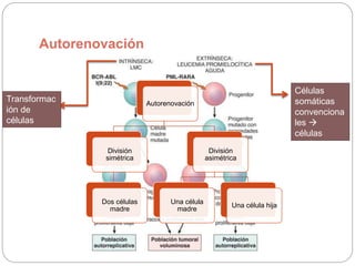 Autorenovación
Autorenovación
División
simétrica
Dos células
madre
División
asimétrica
Una célula
madre
Una célula hija
Transformac
ión de
células
madre
tisulares
Células
somáticas
convenciona
les 
células
madre
 