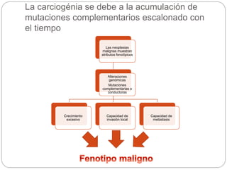 La carciogénia se debe a la acumulación de
mutaciones complementarios escalonado con
el tiempo
Las neoplasias
malignas muestran
atributos fenotípicos
Alteraciones
genómicas
Mutaciones
complementarias o
conductoras
Crecimiento
excesivo
Capacidad de
invasión local
Capacidad de
metástasis
 