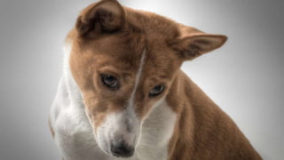 Basenji Dog Breed Pictures