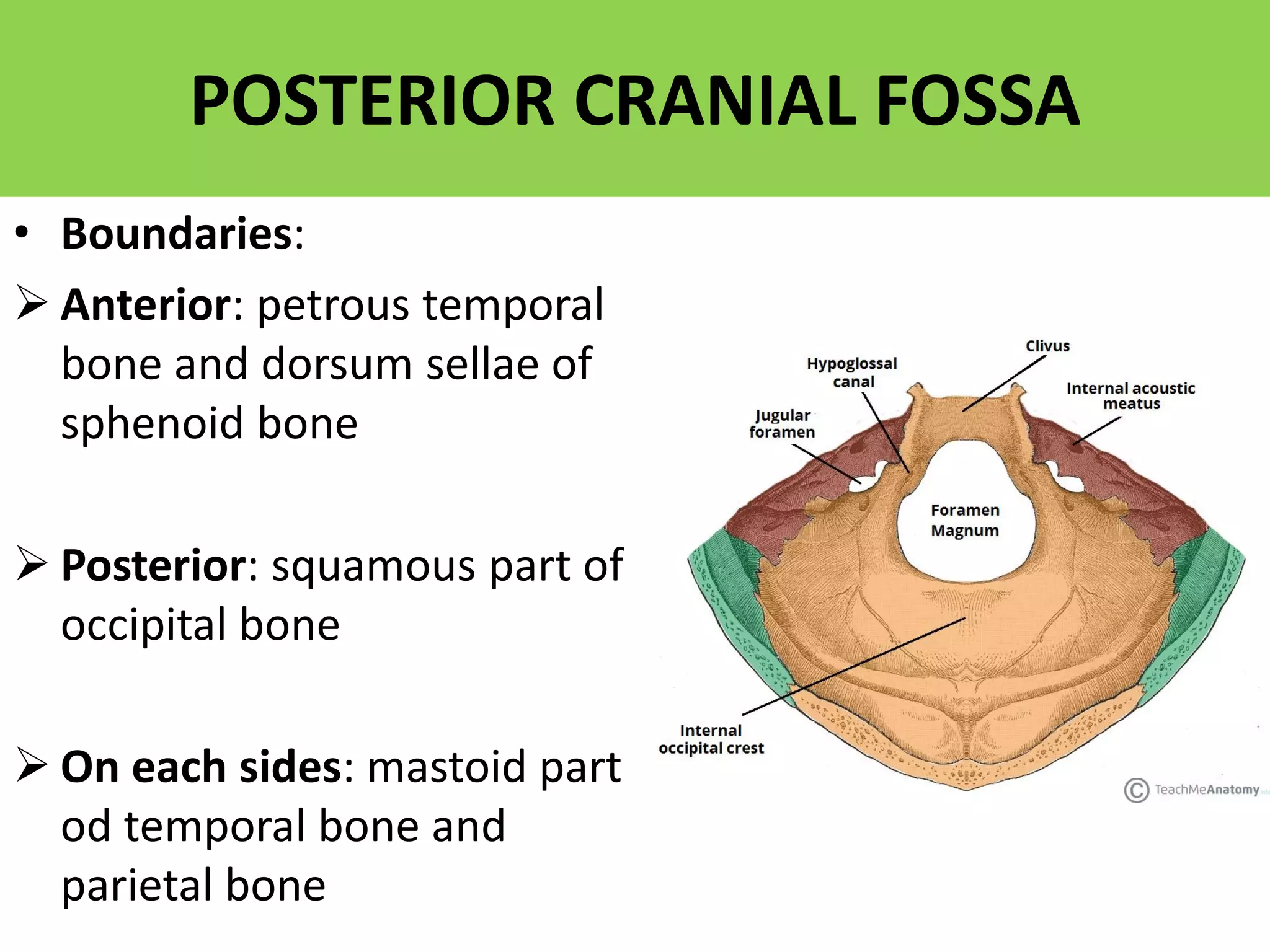 “BASE OF SKULL: ANATOMY and APPLIED ASPECT” | PDF