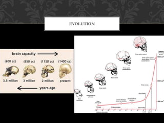 Evolution Incapacitation Diseases of The Skull | PPTX