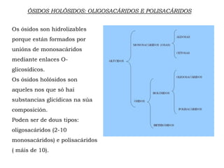 ÓSIDOS HOLÓSIDOS: OLIGOSACÁRIDOS E POLISACÁRIDOS
Os ósidos son hidrolizables
porque están formados por
unións de monosacáridos
mediante enlaces O-
glicosídicos.
Os ósidos holósidos son
aqueles nos que só hai
substancias glicídicas na súa
composición.
Poden ser de dous tipos:
oligosacáridos (2-10
monosacáridos) e polisacáridos
( máis de 10).
 