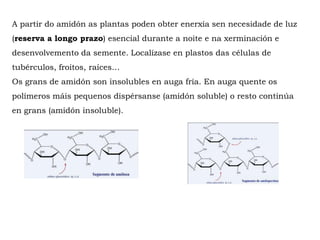 A partir do amidón as plantas poden obter enerxía sen necesidade de luz
(reserva a longo prazo) esencial durante a noite e na xerminación e
desenvolvemento da semente. Localízase en plastos das células de
tubérculos, froitos, raíces…
Os grans de amidón son insolubles en auga fría. En auga quente os
polímeros máis pequenos dispérsanse (amidón soluble) o resto continúa
en grans (amidón insoluble).
 