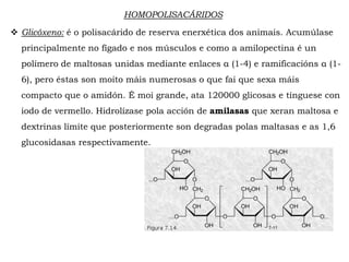 HOMOPOLISACÁRIDOS
 Glicóxeno: é o polisacárido de reserva enerxética dos animais. Acumúlase
principalmente no fígado e nos músculos e como a amilopectina é un
polímero de maltosas unidas mediante enlaces α (1-4) e ramificacións α (1-
6), pero éstas son moito máis numerosas o que fai que sexa máis
compacto que o amidón. É moi grande, ata 120000 glicosas e tínguese con
iodo de vermello. Hidrolízase pola acción da glicóxeno fosforilasa que
xeran maltosa e dextrinas límite que posteriormente son degradas polas
maltasas e as 1,6 glucosidasas respectivamente.
 