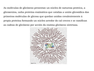 As moléculas de glicóxeno presentan un núcleo de natureza proteica, a
glicoxenina, unha proteína enzimática que cataliza a unión glicosídica das
primeiras moléculas de glicosa que quedan unidas covalentemente á
propia proteína formando un núcleo arredor do cal crecen e se ramifican
as cadeas de glicóxeno por acción da enzima glicóxeno sintetasa.
 