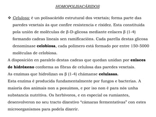 HOMOPOLISACÁRIDOS
 Celulosa: é un polisacárido estrutural dos vexetais; forma parte das
paredes vexetais ás que confire resistencia e rixidez. Esta constituida
pola unión de moléculas de β-D-glicosa mediante enlaces β (1-4)
formando cadeas lineais sen ramificacións. Cada parella destas glicosa
denomínase celobiosa, cada polímero está formado por entre 150-5000
moléculas de celobiosa.
A disposición en paralelo destas cadeas que quedan unidan por enlaces
de hidróxeno conforma as fibras de celulosa das paredes vexetais.
As enzimas que hidrolizan os β (1-4) chámanse celulasas.
Esta enzima é producida fundamentalmente por fungos e bacterias. A
maioría dos animais non a posuímos, e por iso non é para nós unha
substancia nutritiva. Os herbívoros, e en especial os rumiantes,
desenvolveron no seu tracto dixestivo “cámaras fermentativas” con estes
microorganismos para podela dixerir.
 