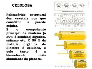 Polisacárido estrutural
dos vexetais nos que
constitúe a parede
celular.
É o compoñente
principal da madeira (o
50% é celulosa) algodón,
cáñamo etc. O 50 % da
materia orgánica da
Biosfera é celulosa, e
polo tanto é a
biomolécula máis
abundante do planeta.
CELULOSA
 