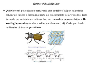 HOMOPOLISACÁRIDOS
 Quitina: é un polisacárido estrutural que podemos atopar na parede
celular de fungos e formando parte do exoesqueleto de artrópodos. Está
formado por unidades repetidas dun derivado dun monosacárido, a N-
acetil-glicosamina unidas mediante enlaces β(1-4). Cada parella de
moléculas chámase quitobiosa.
 