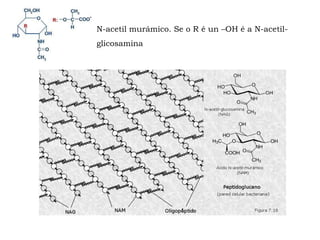 N-acetil murámico. Se o R é un –OH é a N-acetil-
glicosamina
 