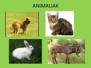 ANIMALIAK
 