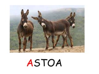 ASTOA
 