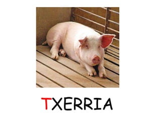 TXERRIA
 