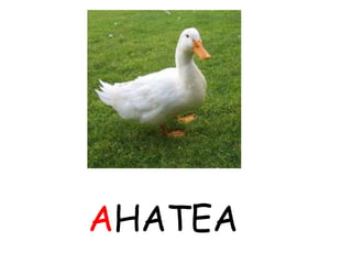 AHATEA
 