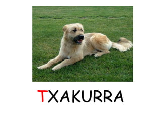 TXAKURRA
 