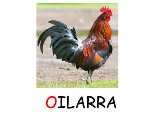 OILARRA
 