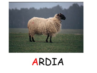 ARDIA
 