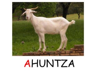 AHUNTZA
 