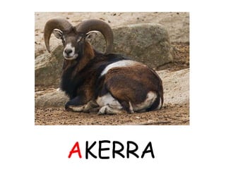 AKERRA
 
