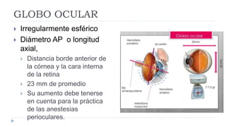 GLOBO OCULAR
 Irregularmente esférico
 Diámetro AP o longitud
axial,
 Distancia borde anterior de
la córnea y la cara interna
de la retina
 23 mm de promedio
 Su aumento debe tenerse
en cuenta para la práctica
de las anestesias
perioculares.
 