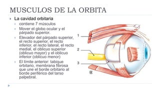 MUSCULOS DE LA ORBITA
 La cavidad orbitaria
 contiene 7 músculos
 Mover el globo ocular y el
párpado superior.
 Elevador del párpado superior,
el recto superior, el recto
inferior, el recto lateral, el recto
medial, el oblicuo superior
(oblicuo mayor) y el oblicuo
inferior (oblicuo menor)
 El límite anterior: tabique
orbitario, membrana fibrosa
que une el borde orbitario al
borde periférico del tarso
palpebral.
 