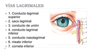 VÍAS LAGRIMALES
 1. Conducto lagrimal
superior
 2. saco lagrimal
 3. conducto de unión
 4. conducto lagrimal
inferior
 5. conducto nasolagrimal
 6. meato inferior
 7. cornete inferior
 