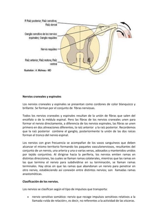 Nervios craneales y espinales
Los nervios craneales y espinales se presentan como cordones de color blanquizco y
brillante. Se forman por el conjunto de fibras nerviosas.
Todos los nervios craneales y espinales resultan de la unión de fibras que salen del
encéfalo o de la médula espinal. Pero las fibras de los nervios craneales unen para
formar el nervio directamente, a diferencia de los nervios espinales, las fibras se unen
primero en dos alineaciones diferentes, la raíz anterior y la raíz posterior. Recordemos
que la raíz posterior contiene el ganglio, posteriormente la unión de las dos raíces
forman el tronco del nervio espinal.
Los nervios con gran frecuencia se acompañan de los vasos sanguíneos que deben
alcanzar el mismo territorio formando los paquetes vasculonerviosos, resultantes del
conjunto de un nervio, una arteria y una o varias venas, adosados y mantenidos unidos
por tejido conjuntivo. Al dirigirse hacia la periferia, los nervios emiten ramas en
distintas direcciones, las cuales se llaman ramas colaterales, mientras que las ramas en
las que termina el nervio para subdividirse en su terminación, se llaman ramas
terminales. Hay otras en que las ramas que abandonan un nervio para penetrar en
otro nervio, estableciendo así conexión entre distintos nervios; son llamadas ramas
anastomóticas.
Clasificación de los nervios.
Los nervios se clasifican según el tipo de impulsos que transporta:
nervio sensitivo somático: nervio que recoge impulsos sensitivos relativos a la
llamada «vida de relación», es decir, no referentes a la actividad de las vísceras.
 