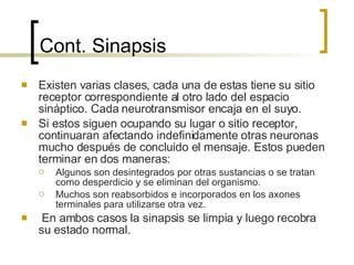 Cont.  Sinapsis Existen varias clases, cada una de estas tiene su sitio receptor correspondiente al otro lado del espacio sináptico. Cada neurotransmisor encaja en el suyo. Si estos siguen ocupando su lugar o sitio receptor, continuaran afectando indefinidamente otras neuronas mucho después de concluido el mensaje. Estos pueden terminar en dos maneras: Algunos son desintegrados por otras sustancias o se tratan como desperdicio y se eliminan del organismo. Muchos son reabsorbidos e incorporados en los axones terminales para utilizarse otra vez. En ambos casos la sinapsis se limpia y luego recobra su estado normal. 