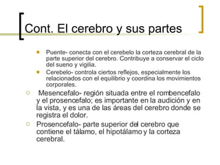 Cont. El cerebro y sus partes Puente- conecta con el cerebelo la corteza cerebral de la parte superior del cerebro. Contribuye a conservar el ciclo del sueno y vigilia. Cerebelo- controla ciertos reflejos, especialmente los relacionados con el equilibrio y coordina los movimientos corporales. Mesencefalo- región situada entre el rombencefalo y el prosencefalo; es importante en la audición y en la vista, y es una de las áreas del cerebro donde se registra el dolor. Prosencefalo- parte superior del cerebro que contiene el tálamo, el hipotálamo y la corteza cerebral. 