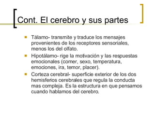 Cont. El cerebro y sus partes Tálamo- transmite y traduce los mensajes provenientes de los receptores sensoriales, menos los del olfato. Hipotálamo- rige la motivación y las respuestas emocionales (comer, sexo, temperatura, emociones, ira, temor, placer). Corteza cerebral- superficie exterior de los dos hemisferios cerebrales que regula la conducta mas compleja. Es la estructura en que pensamos cuando hablamos del cerebro. 