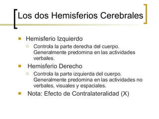 Los dos Hemisferios Cerebrales Hemisferio Izquierdo Controla la parte derecha del cuerpo. Generalmente predomina en las actividades verbales. Hemisferio Derecho Controla la parte izquierda del cuerpo. Generalmente predomina en las actividades no verbales, visuales y espaciales. Nota: Efecto de Contralateralidad  (X) 