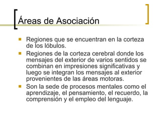 Áreas de Asociación Regiones que se encuentran en la corteza de los lóbulos. Regiones de la corteza cerebral donde los mensajes del exterior de varios sentidos se combinan en impresiones significativas y luego se integran los mensajes al exterior provenientes de las áreas motoras. Son la sede de procesos mentales como el aprendizaje, el pensamiento, el recuerdo, la comprensión y el empleo del lenguaje. 