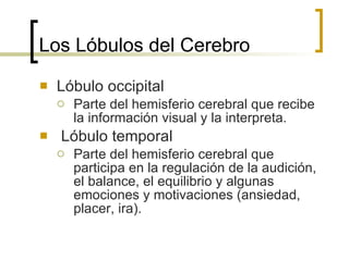 Los Lóbulos del Cerebro Lóbulo occipital Parte del hemisferio cerebral que recibe la información visual y la interpreta. Lóbulo temporal Parte del hemisferio cerebral que participa en la regulación de la audición, el balance, el equilibrio y algunas emociones y motivaciones (ansiedad, placer, ira). 