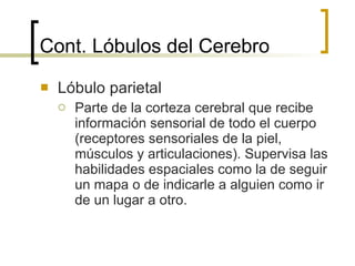 Cont.  Lóbulos del Cerebro Lóbulo parietal Parte de la corteza cerebral que recibe información sensorial de todo el cuerpo (receptores sensoriales de la piel, músculos y articulaciones). Supervisa las habilidades espaciales como la de seguir un mapa o de indicarle a alguien como ir de un lugar a otro. 