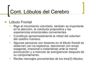 Cont.  Lóbulos  del Cerebro Lóbulo Frontal Rige el movimiento voluntario; también es importante en la atención, la conducta propositiva y las experiencias emocionales convenientes. Constituye aproximadamente la mitad del volumen del cerebro humano. Algunas personas con lesiones en el lóbulo frontal se observan con ira explosiva; reaccionan con enojo exagerad, irracional e instantáneo ante la menor provocación y a menudo se avergüenzan después de su comportamiento. Recibe mensajes provenientes de los tres(3) lóbulos. 