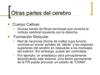 Otras partes del cerebro Cuerpo Calloso Gruesa banda de fibras nerviosas que conecta la corteza cerebral izquierda con la derecha. Formación Reticular Red de neuronas (forma de malla) cuya función consiste en enviar señales de “alerta” a las regiones superiores del cerebro en respuesta a los mensajes del exterior. Sin embargo, puede ser controlada. Por ejemplo; un anestésico obra principalmente desactivando este sistema. Una lesión permanente de la FR puede provocar un estado de “COMA”. 