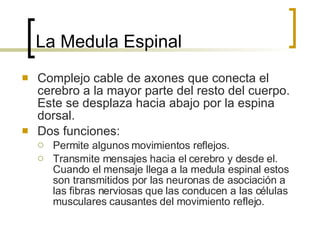 La Medula Espinal Complejo cable de axones que conecta el cerebro a la mayor parte del resto del cuerpo. Este se desplaza hacia abajo por la espina dorsal. Dos funciones: Permite algunos movimientos reflejos. Transmite mensajes hacia el cerebro y desde el. Cuando el mensaje llega a la medula espinal estos son transmitidos por las neuronas de asociación a las fibras nerviosas que las conducen a las células musculares causantes del movimiento reflejo. 