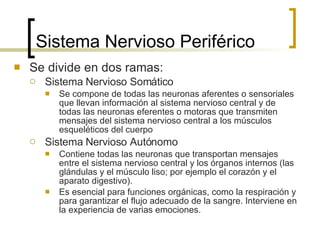 Sistema Nervioso Periférico Se divide en dos ramas: Sistema Nervioso Somático Se compone de todas las neuronas aferentes o sensoriales que llevan información al sistema nervioso central y de todas las neuronas eferentes o motoras que transmiten mensajes del sistema nervioso central a los músculos esqueléticos del cuerpo Sistema Nervioso Autónomo Contiene todas las neuronas que transportan mensajes entre el sistema nervioso central y los órganos internos (las glándulas y el músculo liso; por ejemplo el corazón y el aparato digestivo).  Es esencial para funciones orgánicas, como la respiración y para garantizar el flujo adecuado de la sangre. Interviene en la experiencia de varias emociones.  