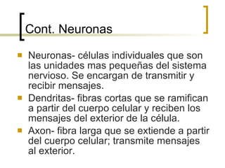 Cont. Neuronas Neuronas- células individuales que son las unidades mas pequeñas del sistema nervioso. Se encargan de transmitir y recibir mensajes. Dendritas- fibras cortas que se ramifican a partir del cuerpo celular y reciben los mensajes del exterior de la célula. Axon- fibra larga que se extiende a partir del cuerpo celular; transmite mensajes al exterior. 