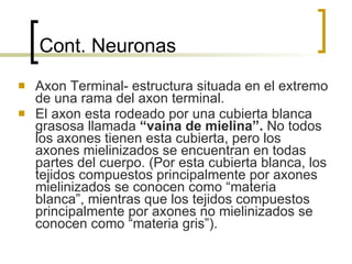 Cont. Neuronas Axon Terminal- estructura situada en el extremo de una rama del axon terminal. El axon esta rodeado por una cubierta blanca grasosa llamada  “vaina de mielina”.  No todos los axones tienen esta cubierta, pero los axones mielinizados se encuentran en todas partes del cuerpo. (Por esta cubierta blanca, los tejidos compuestos principalmente por axones mielinizados se conocen como “materia blanca”, mientras que los tejidos compuestos principalmente por axones no mielinizados se conocen como “materia gris”). 