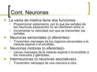Cont. Neuronas La vaina de mielina tiene dos funciones: Proporcionar aislamiento, por lo que las señales de las neuronas adyacentes no se interfieren entre si. Incrementar la velocidad con que se transmiten las señales. Neuronas sensoriales (o aferentes)-  Transmiten mensajes de los órganos sensoriales a la medula espinal o el encéfalo. Neuronas motoras (o eferentes)- Llevan mensajes de la medula espinal o el encéfalo a los músculos y glándulas. Interneuronas (o neuronas asociativas)- Transmiten mensajes de una neurona a otra. 