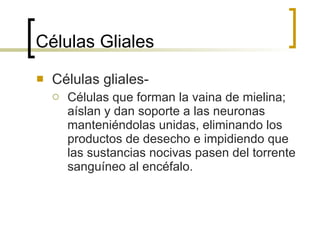 Células Gliales Células gliales- Células que forman la vaina de mielina; aíslan y dan soporte a las neuronas manteniéndolas unidas, eliminando los productos de desecho e impidiendo que las sustancias nocivas pasen del torrente sanguíneo al encéfalo. 