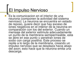 El Impulso Nervioso Es la comunicacion en el interior de una neurona (componen la actividad del sistema nervioso). La neurona se encuentra en estado de reposo, quiere decir que hay exceso de iones negativos en el interior de la neurona en comparación con los del exterior. Cuando un mensaje del exterior estimula adecuadamente un punto de la membrana semipermeable, esta se abre en ese punto y penetran iones de sodio con carga positiva. Este proceso se repite a lo largo de la membrana, creando un impulso nervioso que se desplaza hacia abajo del axon; esto hace que la neurona emita una descarga. 