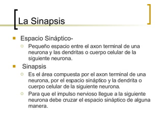 La Sinapsis Espacio Sináptico- Pequeño espacio entre el axon terminal de una neurona y las dendritas o cuerpo celular de la siguiente neurona. Sinapsis Es el área compuesta por el axon terminal de una neurona, por el espacio sináptico y la dendrita o cuerpo celular de la siguiente neurona.  Para que el impulso nervioso llegue a la siguiente neurona debe cruzar el espacio sináptico de alguna manera. 