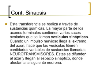 Cont. Sinapsis Esta transferencia se realiza a través de sustancias químicas. La mayor parte de los axones terminales contienen varios sacos ovalados que se llaman  vesículas sinápticas . Cuando un impulso nervioso llega al extremo del axon, hace que las vesículas liberen cantidades variables de sustancias llamadas NEUROTRANSMISORES. Estas se difunden al azar y llegan al espacio sináptico, donde afectan a la siguiente neurona . 