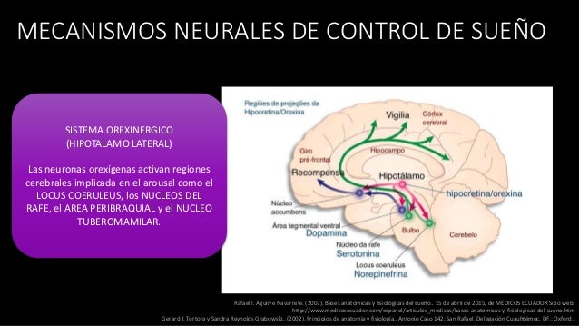 Bases anatómicas y fisiología del sueño y vigilia