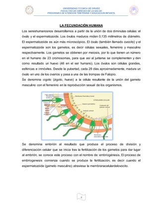 UNIVERSIDAD TÉCNICA DE ORURO
FACULTAD DE CIENCIAS DE LA SALUD
PROGRAM A DE ATENCIÓN TEM PRANA Y EDUCACIÓN INFANTIL
4
LA FECUNDACIÓN HUMANA
Los sereshumanosnos desarrollamos a partir de la unión de dos diminutas células: el
óvulo y el espermatozoide. Los óvulos maduros miden 0,135 milímetros de diámetro.
El espermatozoide es aún más microscópico. El óvulo (también llamado ovocito) y el
espermatozoide son los gametos, es decir células sexuales, femenino y masculino
respectivamente. Los gametos se obtienen por meiosis, por lo que tienen un número
en el humano de 23 cromosomas, para que así al juntarse se complementen y den
como resultado un huevo (46 en el ser humano). Los óvulos son células grandes,
esféricas e inmóviles. Desde la pubertad, cada 28 días aproximadamente, madura un
óvulo en uno de los ovarios y pasa a una de las trompas de Falopio.
Se denomina cigoto (zigoto, huevo) a la célula resultante de la unión del gameto
masculino con el femenino en la reproducción sexual de los organismos.
Se denomina embrión al resultado que produce el proceso de división y
diferenciación celular que se inicia tras la fertilización de los gametos para dar lugar
al embrión, se conoce este proceso con el nombre de: embriogénesis. El proceso de
embriogenesis comienza cuando se produce la fertilización, es decir cuando el
espermatozoide (gameto masculino) atraviesa la membranacelulardelovocito.
 