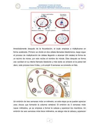 UNIVERSIDAD TÉCNICA DE ORURO
FACULTAD DE CIENCIAS DE LA SALUD
PROGRAM A DE ATENCIÓN TEM PRANA Y EDUCACIÓN INFANTIL
5
Inmediatamente después de la fecundación, el óvulo empieza a multiplicarse en
forma acelerada. Primero se divide en dos células llamadas blastómeros, luego sigue
el proceso de multiplicación de células llegando a alcanzar (64 celulas) la forma de
un racimo de moras, por esto recibe el nombre de mórula. Días después se forma
una cavidad en su interior llamada blastocito y más tarde se anidará en la pared del
útero, este proceso dura 8 días, y al cumplir 8 semanas se convierte en feto.
Un embrión de tres semanas mide un milímetro, en esta etapa ya se pueden apreciar
unos discos que formarán la columna vertebral. El embrión de 5 semanas mide
nueve milímetros, ya se empieza a formar la cabeza y aparecen los miembros. Un
embrión de seis semanas mide trece milímetros, se alarga más la cabeza y aparecen
 