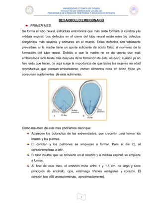 UNIVERSIDAD TÉCNICA DE ORURO
FACULTAD DE CIENCIAS DE LA SALUD
PROGRAM A DE ATENCIÓN TEM PRANA Y EDUCACIÓN INFANTIL
7
DESARROLLO EMBRIONARIO
PRIMER MES
Se forma el tubo neural, estructura embriónica que más tarde formará el cerebro y la
médula espinal. Los defectos en el cierre del tubo neural están entre los defectos
congénitos más severos y comunes en el mundo. Estos defectos son totalmente
previsibles si la madre tiene un aporte suficiente de ácido fólico al momento de la
formación del tubo neural. Debido a que la madre no se da cuenta que está
embarazada sino hasta días después de la formación de éste, es decir, cuando ya no
hay nada que hacer, de aquí surge la importancia de que todas las mujeres en edad
reproductiva, que piensan embarazarse, coman alimentos ricos en ácido fólico y/o
consuman suplementos de este nutrimento.
Como resumen de este mes podríamos decir que:
Aparecen los botoncitos de las extremidades, que crecerán para formar los
brazos y las piernas.
El corazón y los pulmones se empiezan a formar. Para el día 25, el
corazónempieza a latir.
El tubo neutral, que se convierte en el cerebro y la médula espinal, se empieza
a formar.
Al final de este mes, el embrión mide entre 1 y 1,5 cm. de largo y tiene
principios de encéfalo, ojos, estómago riñones vestigiales y corazón. El
corazón late (60 vecesporminuto, aproximadamente).
 